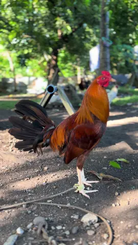 Our 5 months old Goldie!  💛#sabongerotiktok🐓🐓🐓😘 #breeder #fyviral #manokpanabong #gold 