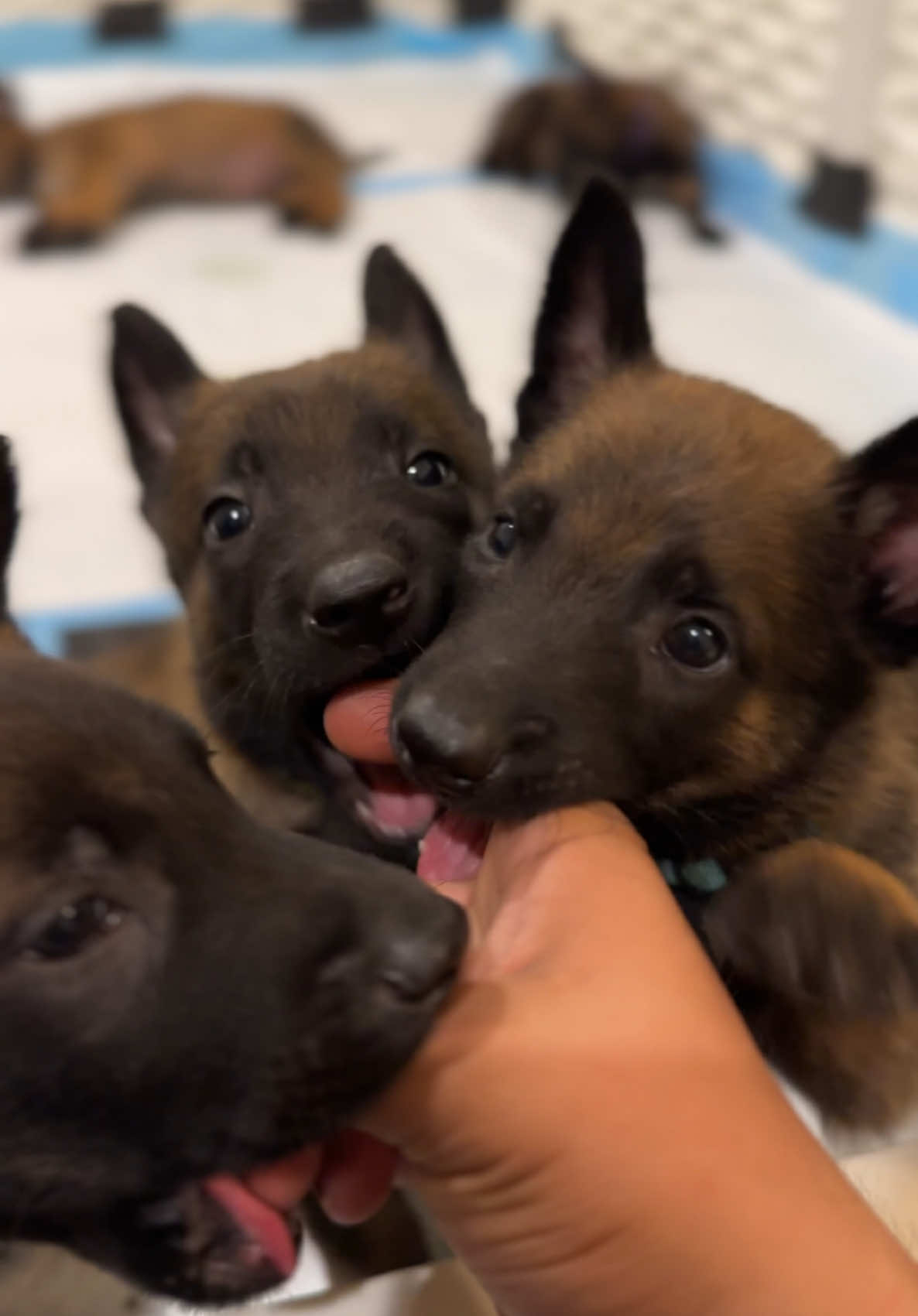 Our Belgian malinois puppies ready to be rehomed ! 🐾 Dallas Tx! Check out our instagram page for more information 🦴#paratiiiiiiiiiiiiiiiiiiiiiiiiiiiiiii #dallastx #puppiesoftiktok #belgiummalinois 