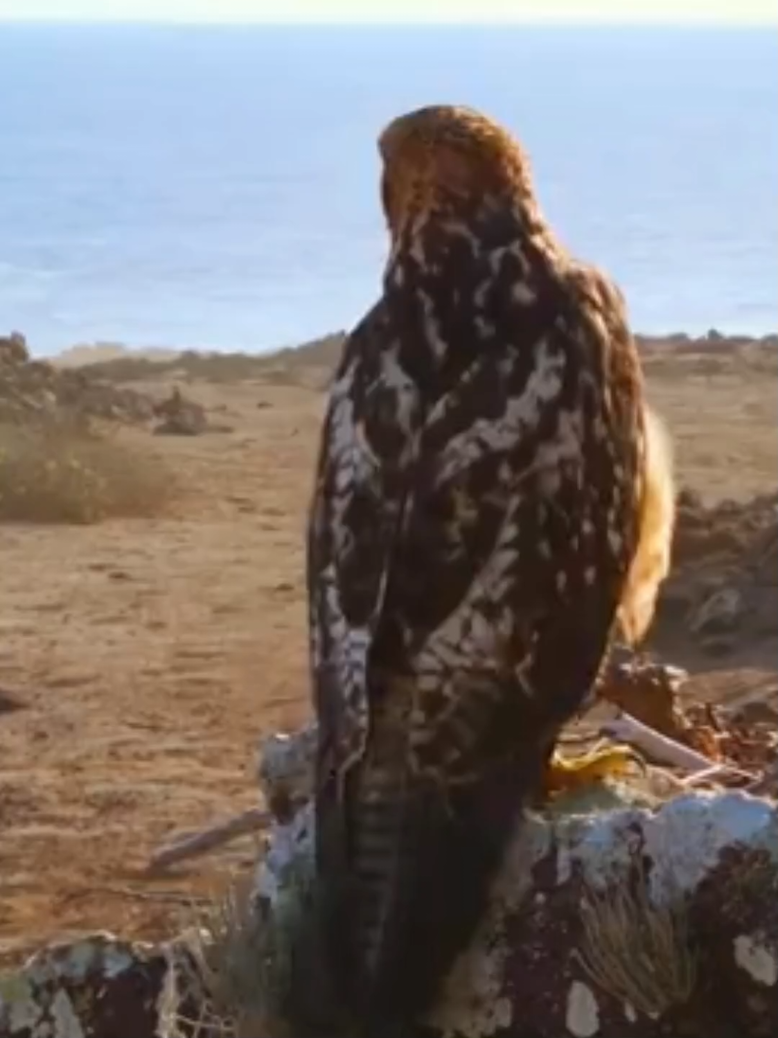 The wild is relentless#wildlife#animalworld #eagle 