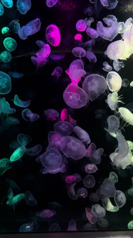 แมงกระพรุน สวยๆ #แมงกระพรุน #อควาเรียมบางแสน 