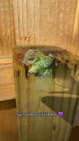 #cicada #cicadas #cicadaseason 