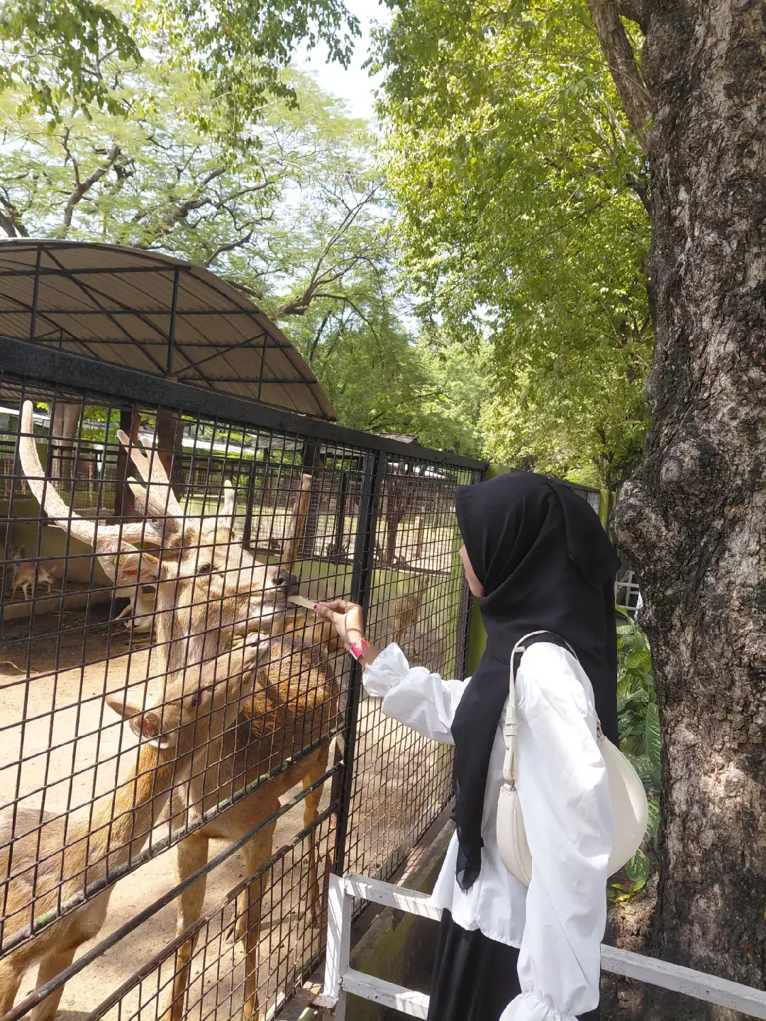 @johntarkpour @kebunbinatangsurabaya  #kbssurabaya #kebunbinatangsurabaya