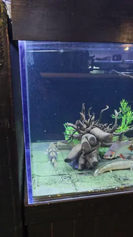 some of my favorite african fish all in one tank #fish #aquarium #africa #fyp 