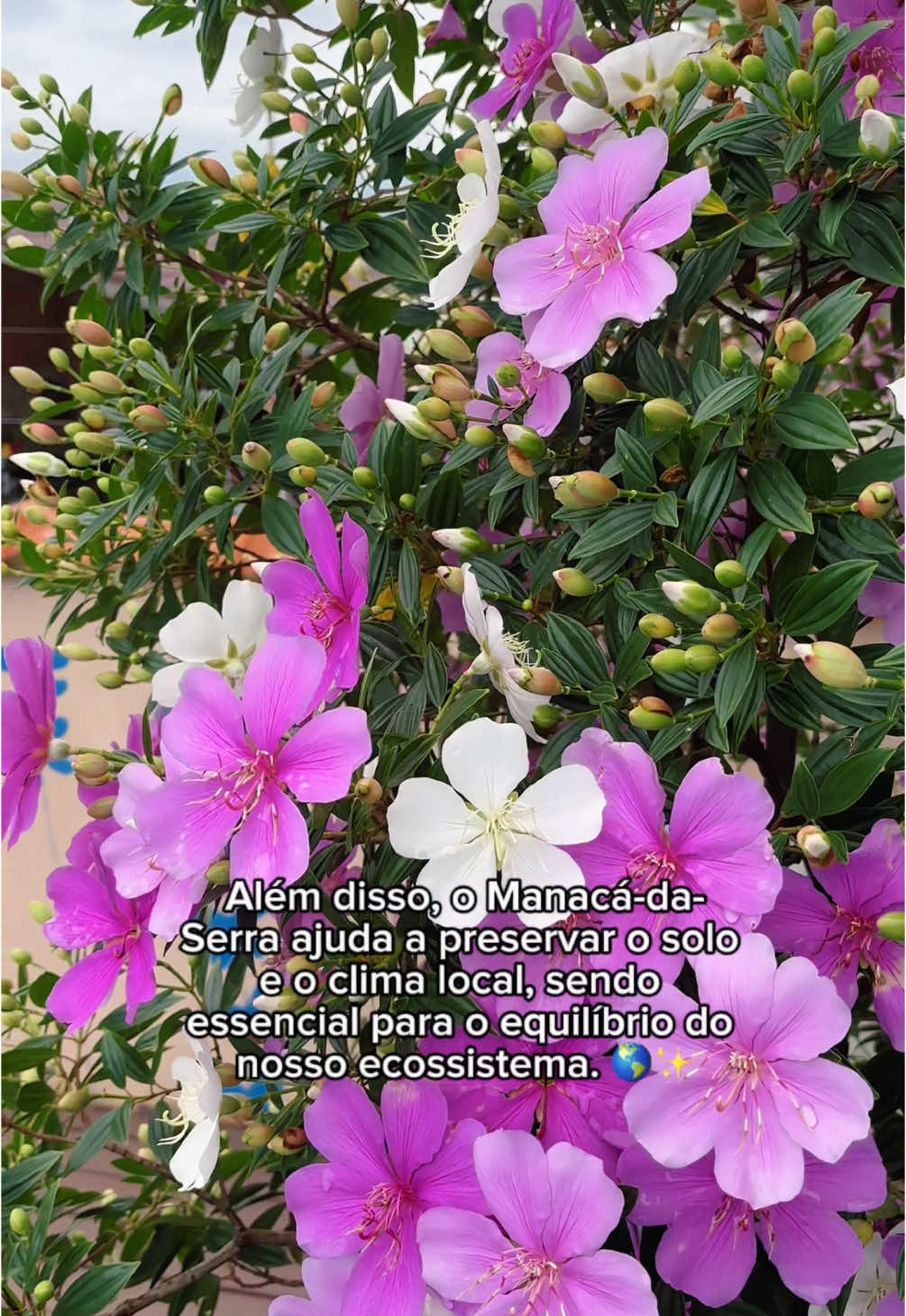 🌸 Conheça o Manacá-da-Serra florida, a flor que muda de cor e encanta a Mata Atlântica! 🌿 Beija-flores e borboletas amam essa planta — e você também vai! 🐦🦋 Quer ter essa beleza no seu jardim? Vem comigo que eu te conto tudo! 💚✨ #ManacáDaSerra #NaturezaLinda #FloresDoBrasil #MataAtlântica #Jardim #Plantas