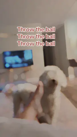 Come on mom  #bernedoodle #fyp #ballobsessed #malliemae 