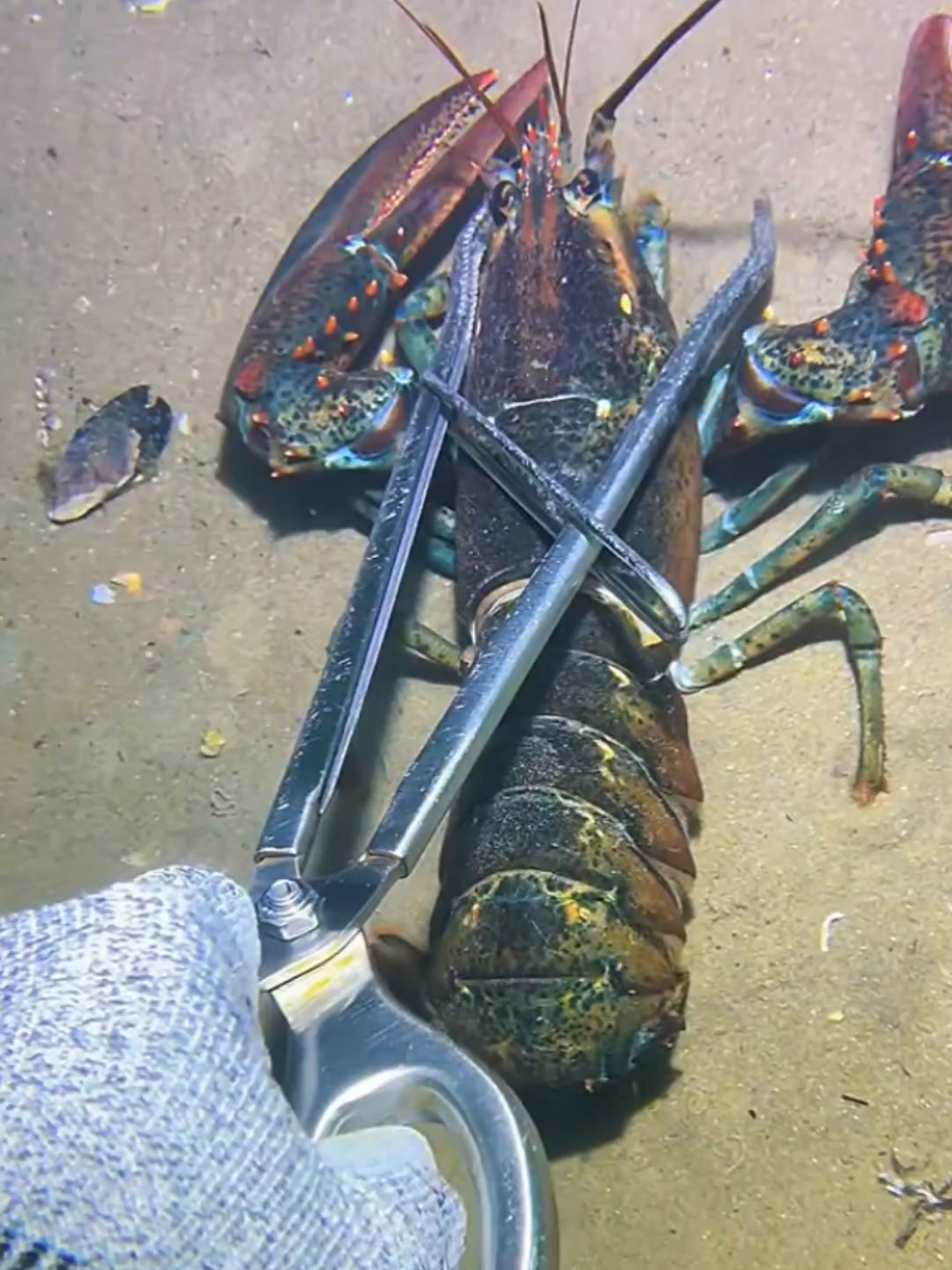 #diving #crab #catchthesea #seaside #seafood #fish #eel #lobster #seangsolofishing