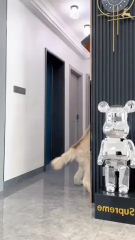 #dog #funny #funnyvideos 