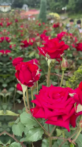 #EraFlowers #ေရာက္ခ်င္ရာေရာက္စမ္း😁❤ #နှင်းဆီပန်းခြံ​အရမ်းလှပါတယ်သွားလည်ကြပါဗျာ