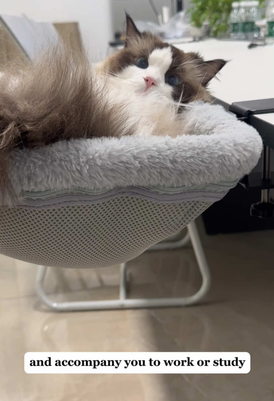 You cat will love it! #mycat #catbed #cutecat #catlife #catsupplies #catlover #petlover #petsupplies #cuteanimals #cattiktok 