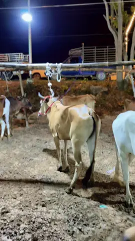 #ห้วยตะแกะ 🚸⛰️🐷