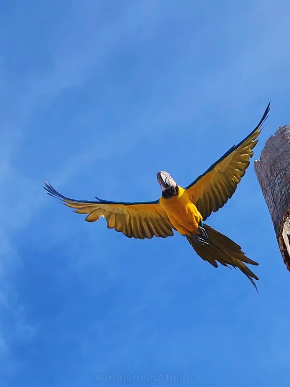 Campo Grande merece ou não merece o título de Capital das Araras? 🦜🇧🇷 A capital de Mato Grosso do Sul abriga uma das maiores populações urbanas de araras no Brasil especialmente a arara-canindé, símbolo da biodiversidade do Cerrado. Essas aves encantam moradores e turistas ao sobrevoar bairros, praças e avenidas, muitas vezes fazendo ninho em coqueiros e árvores nativas espalhadas pela cidade. Esse fenômeno é resultado de um equilíbrio raro entre urbanização e preservação ambiental. Iniciativas de conservação, como o trabalho do Instituto Arara Azul (@institutoararaazuloficial), também contribuem para que essas aves encontrem segurança para viver e se reproduzir dentro da área urbana. 🌳🐦 Campo Grande não só acolhe araras ela convive com elas. Mais do que um apelido, é um exemplo de harmonia entre cidade e natureza.