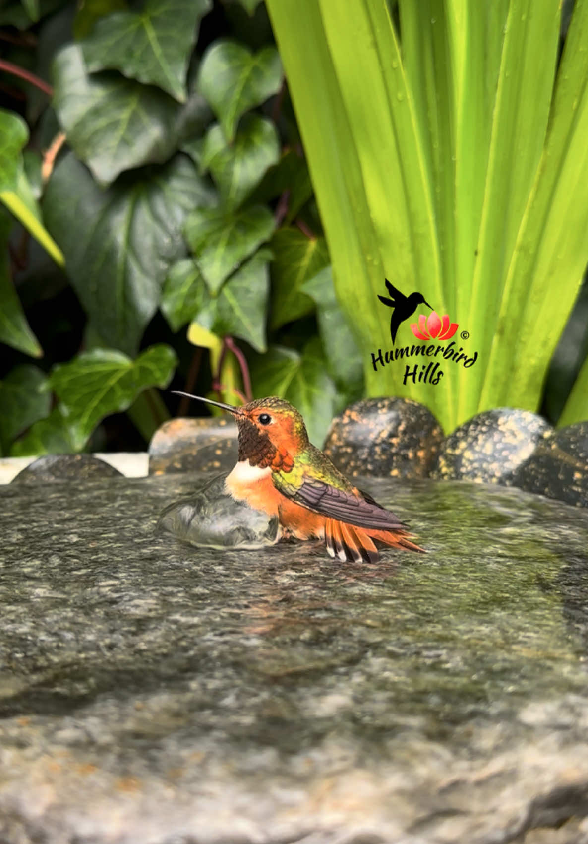 Mr. Allen’s quick dip 💦✨ #hummingbirds #nature #allenshummingbird  . Share this video with friends and family to spread the joy of hummingbirds ✨ . . © All rights reserved.  Don’t use without permission.  . . . #birds #naturelover #Outdoors #birdwatching #gardenbirds #featherperfection #instabirds #wildlife #birdsinflight #hummingbird  #hummingbirdsoftiktok #asmr #foryou #vibes #WeekendVibes #viral #fyp #foryoupage #reels #birdreels #naturereels #reels__tiktok #viralvideo