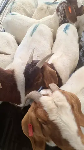 buy a boer goat#youngfarmer #youngfarmersdoitbest #boerbokke #goats 