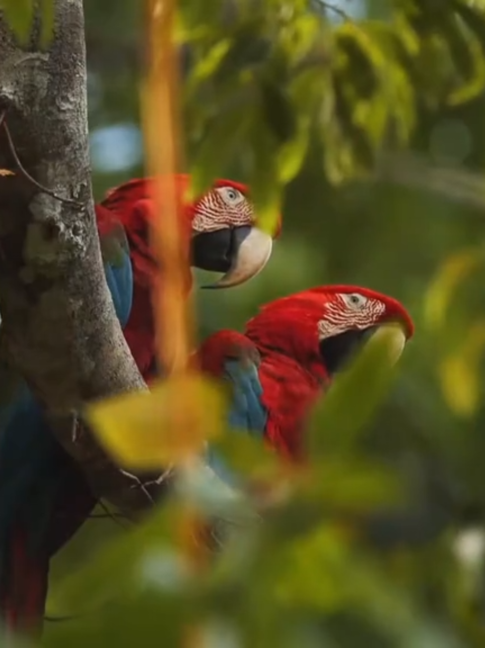 Nuestro querido Amazonas, lleno de tanta vida y naturaleza 🌿🦥 🦜🤍 #amazonas #amazonrainforest #selva #selvaperuana #amazonia #iquitos #peru #peru🇵🇪 #loreto #tarapoto #manu #madrededios #rainforest #wildlifephotography #wildlife #naturaleza #rioamazonas #lima #brasil #rio #parati #fyp 
