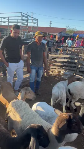 #explorar #tik_tok #fazenda #videoviral #feed #fyp #pravoce #nordeste #sertao 