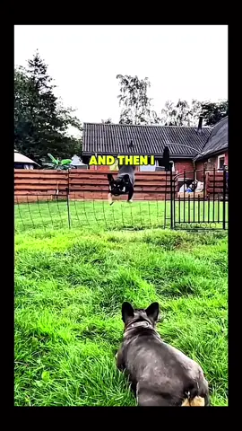 Funny animals #pet #dog #cat #animals #cute #foryou #fyp 