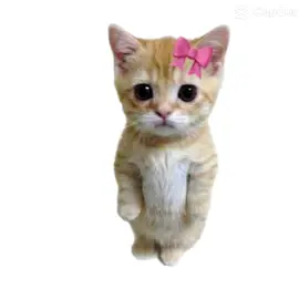 Send This to someone you love 🫶 #Meme #MemeCut #blee #cat #cutecat #catmeme #bow #flippingoff #funny #Love #fyp #fypシ #girlfriend #boyfriend #girlythings #clueless #ilikeyou 