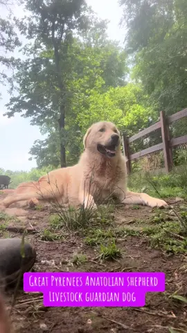 #junoandchase #great #pyrenees #anatolian #shepherd #livestockguardiandog #giant #massive #shedding #grooming #daily #farm #guardian #dog #thegoodshepherdnatalie 