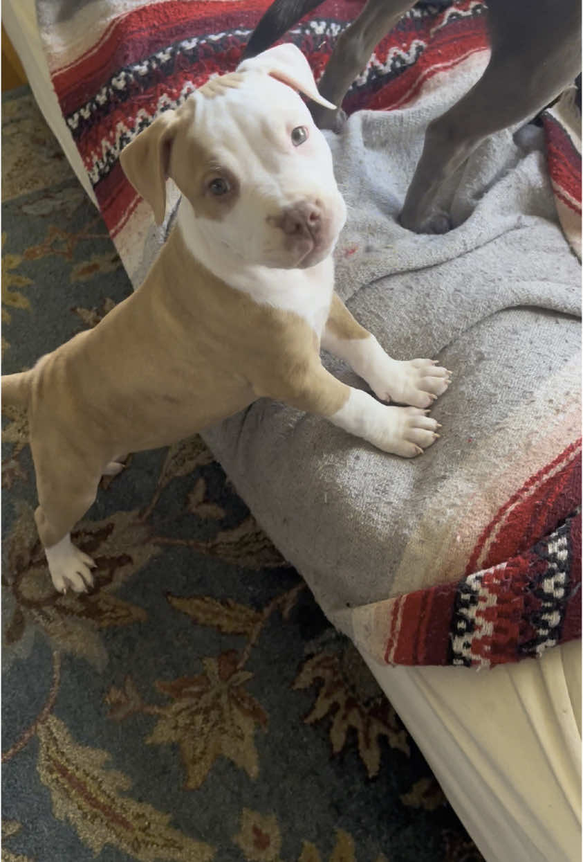 When your puppy’s a menace but you’re still obsessed 😍🐶 Kairo’s chaos set to a classic… Pretty little baby, I’m still in love with you 🐾💙” #KairoTheChaosPup #Puppyenergy #DogTok #PuppyTrouble #CuteButCrazy #PrettyLittlePup #FurBabyFrenzy #PetParentsLife #VintageVibes  #DogSoftie #DogLifeUnfiltered #imsoinlovewithyou 