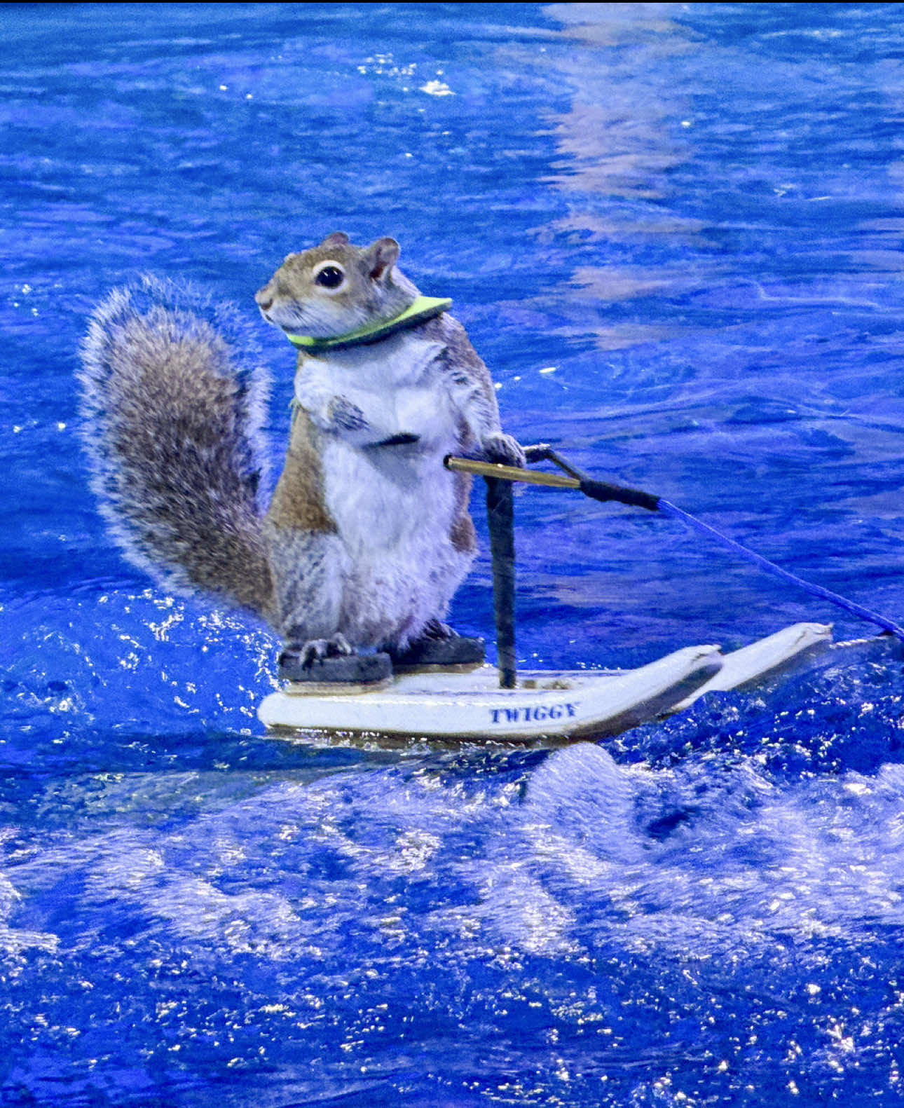 You all asked + we heard you! 🐿️  The tiny legend who’s stolen hearts around the world is BACK for a weekend of shredding waves! 🌊 Catch @twiggyshow in live action June 7 + June 8 with performances at 12, 2 and 4 p.m.! #holyairballtrend #holyairball #twiggy #mallofamerica #twiggythewaterskiingsquirrel 