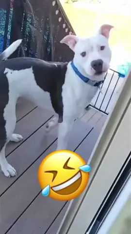 talking animal #funnyvideo #voiceover #animals #funny #viraltiktok #dog #pet #foryou 