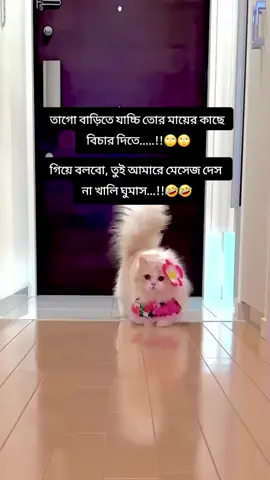 বিড়ালের ফানি ভিডিও 