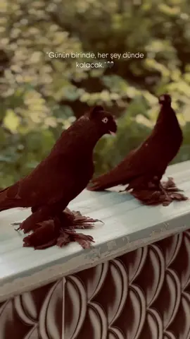 •Şöyle ciğer yakmalık sözlerinizi alalım.”🖤🥀#suruç #keşfet #storylik #storylikvideolar #story #yürekyakansözler #güvercinsevdası #güvercin #geceyebirsözbırak 