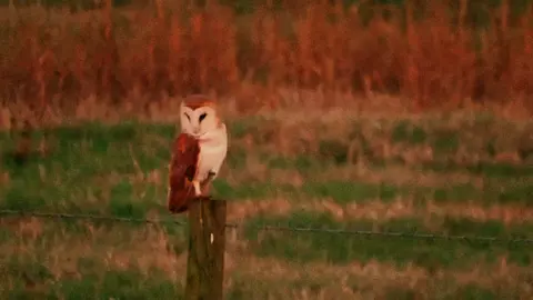 The barn owl is one of the most iconic and hauntingly beautiful birds of the night. With its ghostly white face, heart-shaped facial disk, and silent flight, it's a master of stealth and precision. Found almost worldwide, barn owls hunt mostly at night using their exceptional hearing to locate prey like mice and voles, even in total darkness. Unlike other owls, barn owls don’t hoot — they screech, producing an eerie, raspy call that only adds to their mystical aura. Their feathers are specially adapted to muffle sound, making them nearly silent predators in the air. Fun fact: A barn owl can hear a mouse's heartbeat from several feet away! #BarnOwl #NightHunter #OwlFacts #SilentFlight #WildlifeWednesday #NaturePhotography #BirdsofPrey #NocturnalAnimals