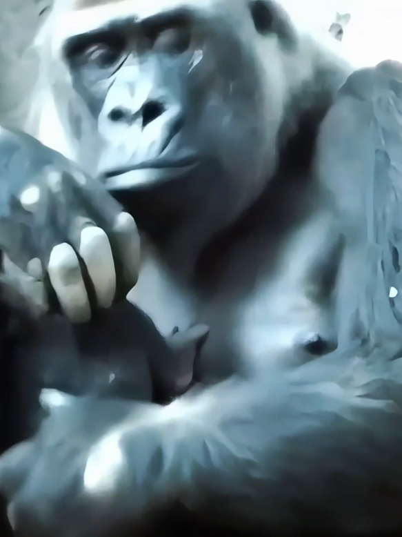Gorilla moms love harder than anyone 🥰🦍 #MotherlyLove #TooCute 