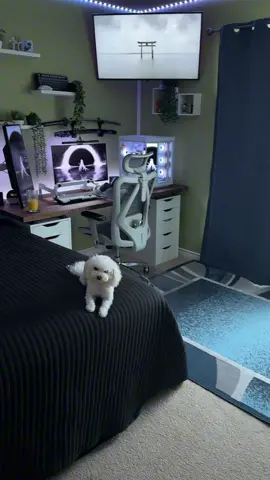 New pc ignore Pablo. #room #pc #pcsetup #gaming #GamingSetup #boyroom #cozy #desksetup #dog #newpc #whiteroom #tv 