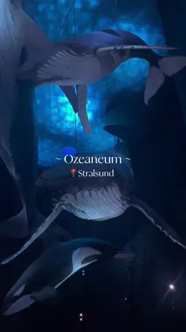 📍Ozeaneum Stralsund #ostsee #ozeaneumstralsund #ozeaneum #stralsund #meckelnburgvorpommern #Mv #aquarium #aquariumdate #fyyyyyyyyyyyyyyyy #hansestadtstralsund #ostseeurlaub #fyp #oceanlife #oceanaesthetic #aesthetic 