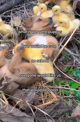 that would be good.#fyp #puppy #cute #dih #chick 