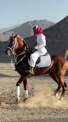 العيد شوفته 🐎🌷#ماشاءالله #عزام #خيل_عربي #عيد_الاضحى #الوجه #مالي_خلق_احط_هاشتاقات 