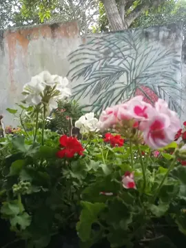geranios😍#geranio #plantas #vivero #flores #naturaleza 