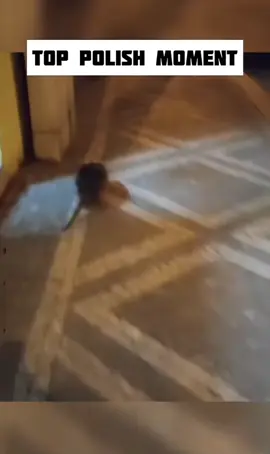 Pt 1 | Polish Funny moments | #polska #pole #fyp #bober #ratatui #xyzabc #polish #memestiktok 