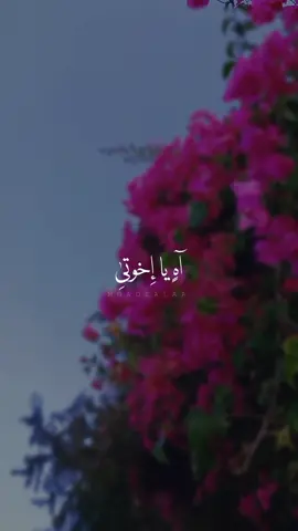 آهٍ يا إِخوتىِ بَعدُكم لايُراد . . . . . . . . . . . #moadtalaa 