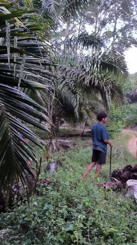 #sawit  #kulisawit  #pegawainegerisawit🌴  #sawit4x4 