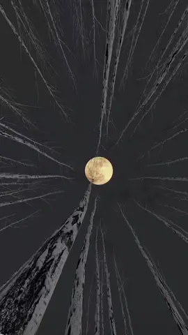 Moon 🌙