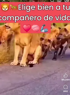 Elige bien  #entiktok #tiktoker #mytiktok #fypシ #myvideos #contenidosparati❤️🤩💞🤗😊💕 #Viral #foryoupage #tiktok #contenido #destacar #100k #100kviews #pareja #eligebien #protector 