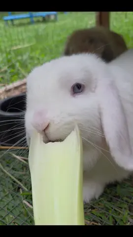 So crunchy.  #teamwork #hollandlop #bunny #bunnies #pets #fyp #asmr 