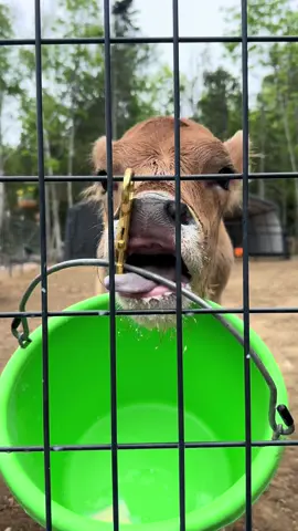#fyppppppppppppppppppppppp #cow #happy 