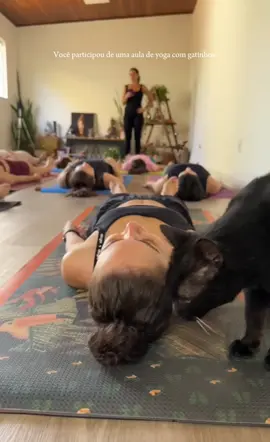 Dia em que participei de uma aula especial de yoga com gatinho para adoção 🥰