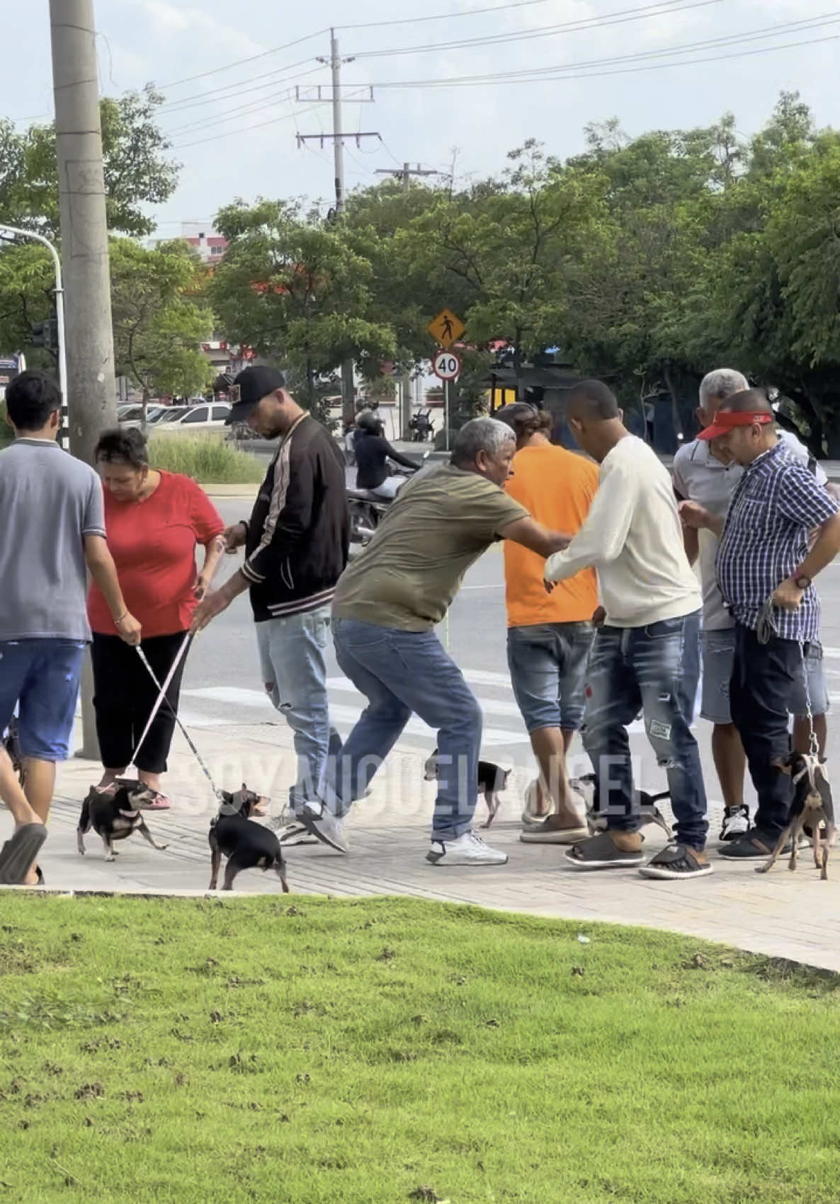 El perro 🐕/ idéntico