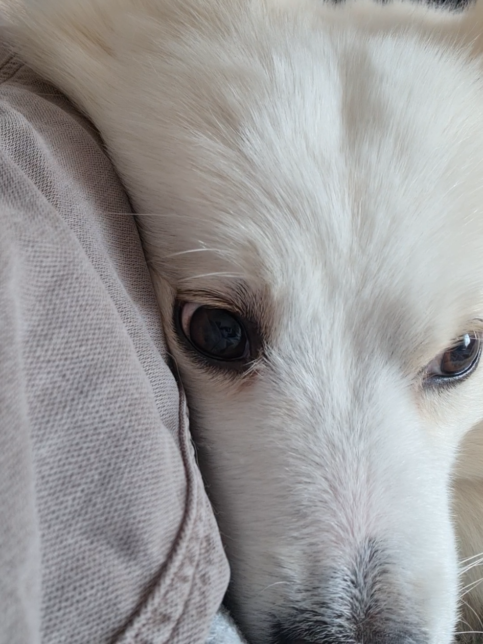 Nu am chef qzi de plimbare... #viraldog #dogsoftiktokviral #dogmomlife #kinderpuppy #fyp #funnydog #music #muzica #hit #hits 
