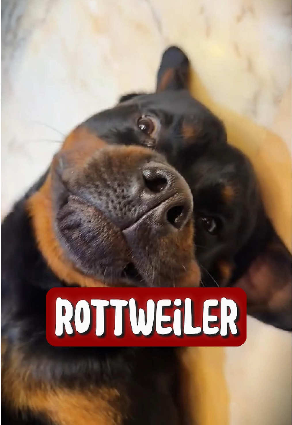 Discover Rottweiler 🥰 🐶 #rottweiler #dog #fyp #animals 