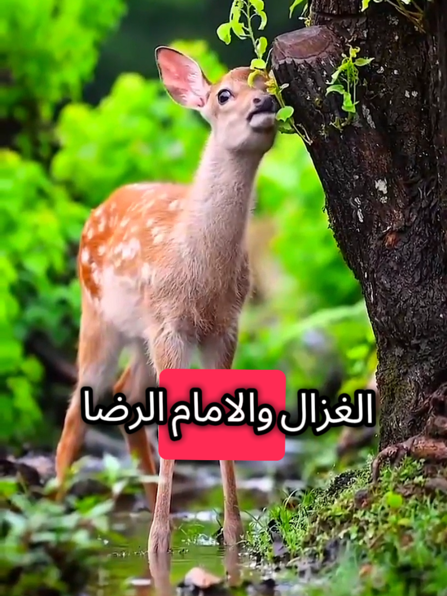 قصة الإمام الرضا والغزال  #قصة_الامام_الرضا_والغزال #قصة_حقيقية #الامام_الرضا #انيس_النفوس  #الغزال #اللهم_صل_على_محمد_وآل_محمد 