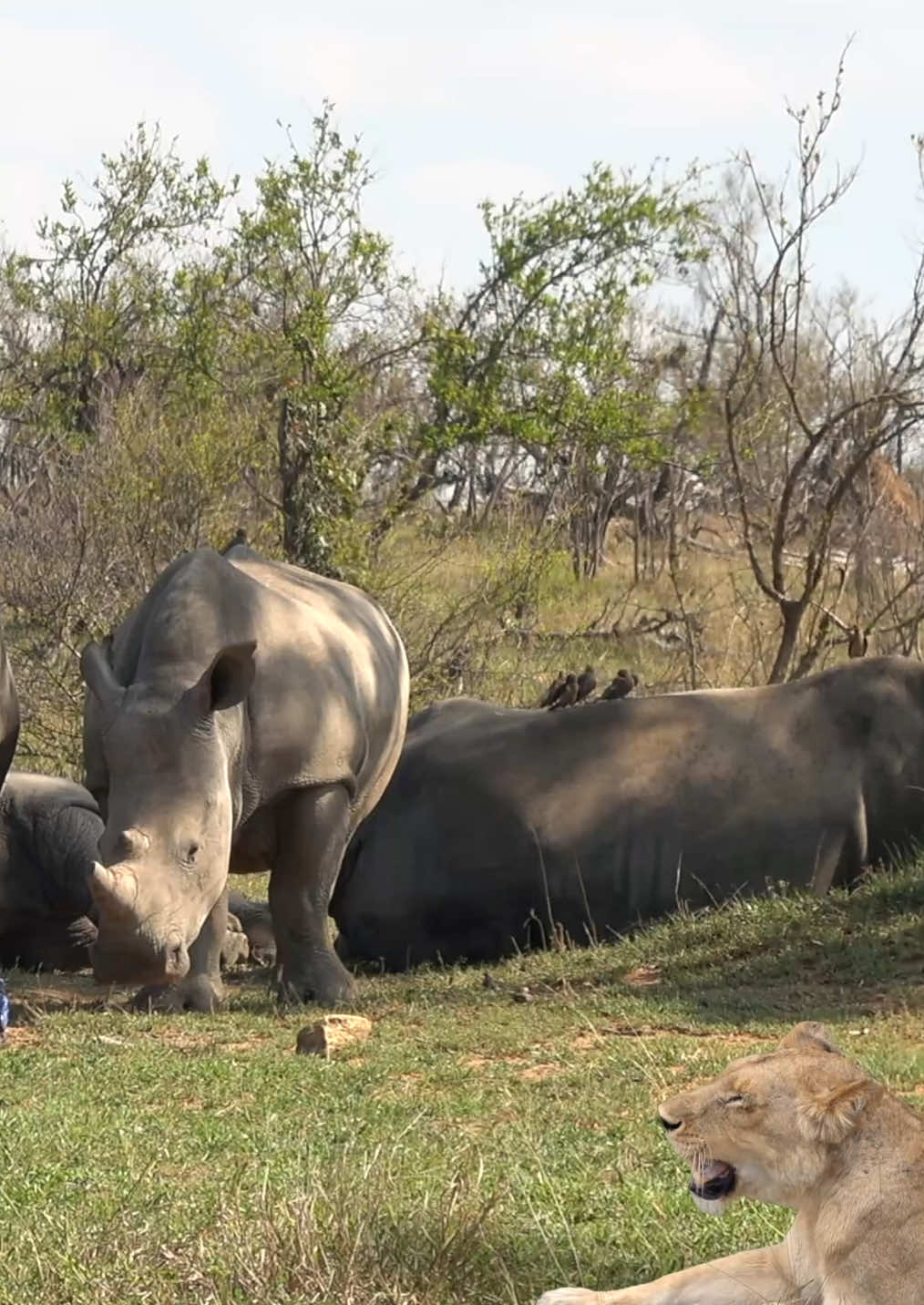 Time to move #lion #rhino #Safari #krugernationalpark #bigcats #safari 