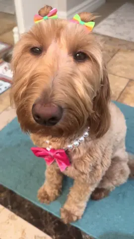 My Zoe. #goldendoodle #dogsoftiktok #furbaby #dogs #fancy #boujee #fyp #foryoupage 