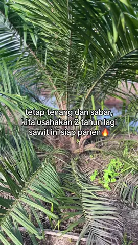 🔥🔥@ra.naa_#fyp#storywa#anakbaik🌴#sawitontiktok#lewatberanda 