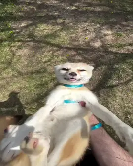 Selfie Credit @beduthefox Please DM us I will give you credite or remove)🙏 🦊🔀 (Note: Please DM me for removing your content before report to Instagram🙏 #fox #redfox #foxcubs #foxlove #foxkits #foxesofig #cutefox #petfox #happyfox #loveafox #wildlife #whitefox #whitefox #foxofinsta #foxvideo #animallife #foxdaily #vulpesvulpes 